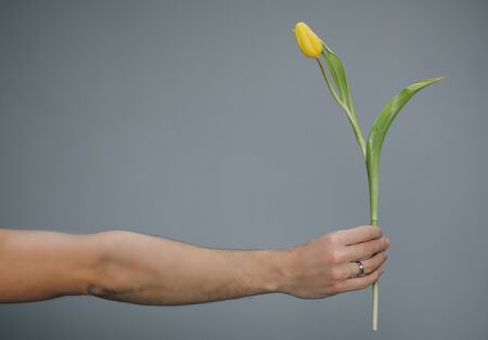 Arm of Man Giving Yellow tulip on Grey background.の写真素材