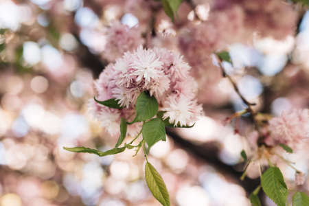 Pink flowers of a cherry blossom on a tree close up. Cherry branch with flowers in spring bloom. Beautiful Japanese tree with cherry blossoms. Spring Flowers. Cherry. Sakuraの写真素材