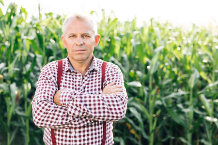 Portrait Caucasian Farmer Man in Plaid Shirt Looking in Corn Field. Farmland Sunset Landscape Agriculture. Portrait Farmer Man Standing in Corn Field. Farm Workerの写真素材