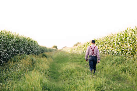 Back view of male farmer walks along the road along the fields of corn, in his hand carries a tablet. Senior man farmer with digital tablet working in field smart farm in a field with cornの写真素材