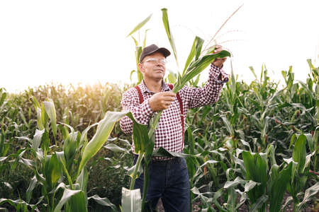 Male hand examining young corn plants. Farmer holds young corn leaves in his hand. Corn Maize Agriculture Nature Field. Agricultural products of farm corn. Farmer checks the harvest on the fieldの写真素材