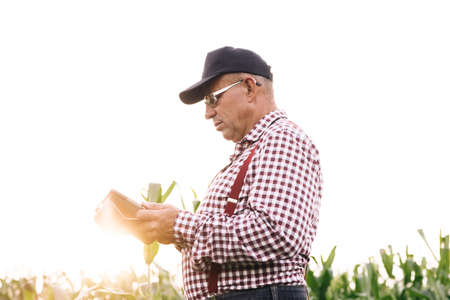 Farmer agronomist in field corn at sunset. Ecoculture farm. Senior farmer, business owner looks in tablet in field corn. Senior agronomist with tablet in hands. Farmer agronomist checks eco-crops.の写真素材