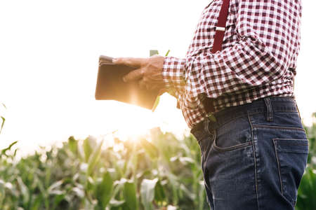 Senior man farmer with digital tablet working in field smart farm in a field with corn. Agriculture concept. Working in field harvesting crop. Old male farmer is engaged farm in agricultureの写真素材