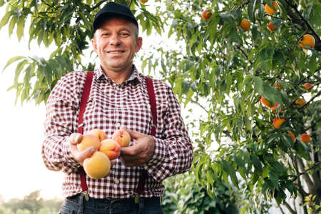 Portrait of a senior man in peaches garden confidently looking at the camera. Peach fruit. Male hands hold several fresh beautiful peach fruit in palms on sunny day. Harvest timeの写真素材