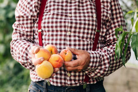 Male hands hold several fresh beautiful peach fruit in palms on sunny day. Peach fruit. Fruits ripen in the sun. Harvest time. Fruit peach gardenの写真素材