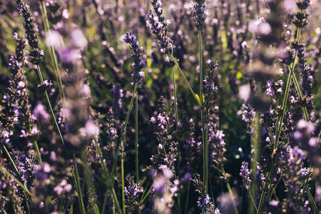 Beautiful Blooming Lavender Swaying In The Wind At Sunset. Lavender Purple Aromatic Flowers at Lavender Fields of the French Provenceの写真素材