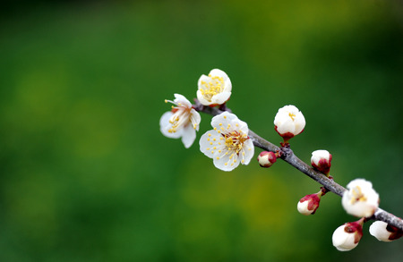 Beautiful flowerの写真素材