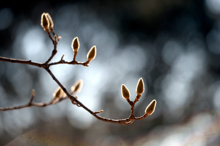 magnolia treeの写真素材