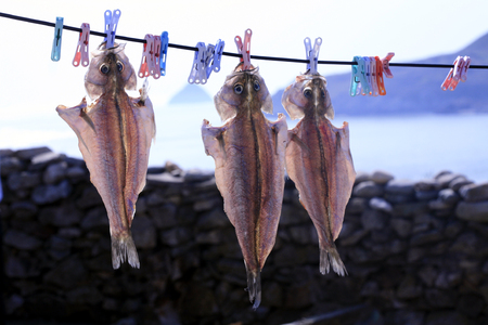 Fish that are dried in the seasideの写真素材