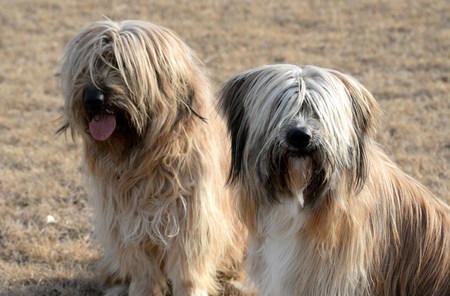 New Years greetings from Korean dogの写真素材