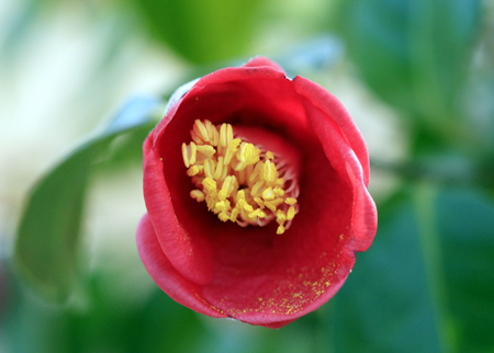Camellias in the tree.の写真素材