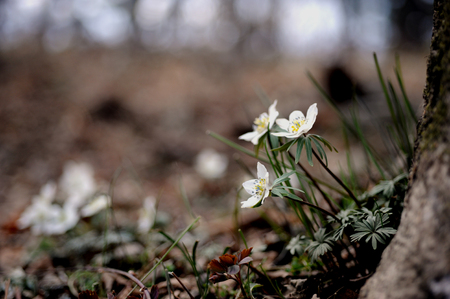 Windflower Spring White Flowerの写真素材
