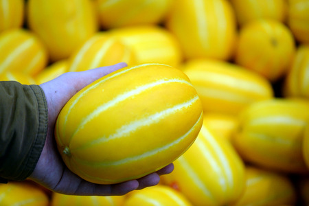 Korean melon.の写真素材