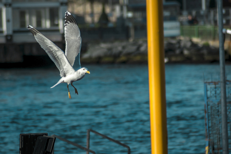 Seagull flying above the seaの写真素材