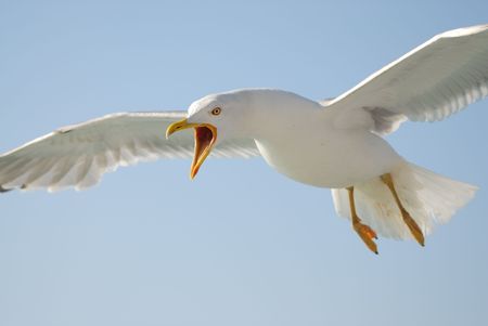 seagull の写真素材