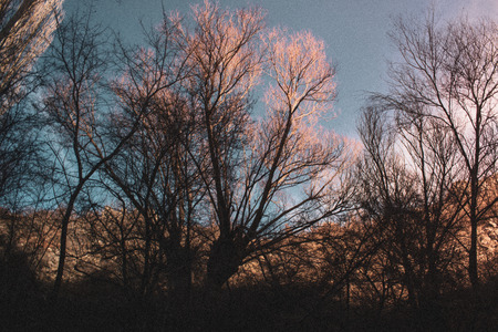sunset tree and humanの写真素材