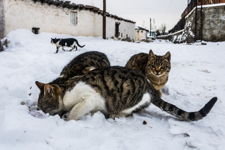 winter snow parkの写真素材
