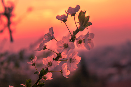 sunset city flower skylineの写真素材
