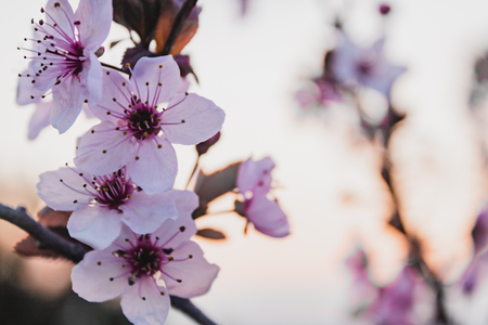 sunset tree flowers and city skylineの写真素材