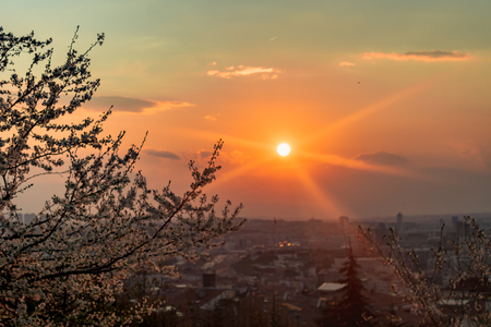 sunset tree flowers and city skylineの写真素材