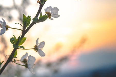 sunset tree flowers and city skylineの写真素材