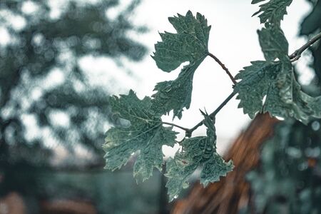 vine leaf and raindropのeditorial素材