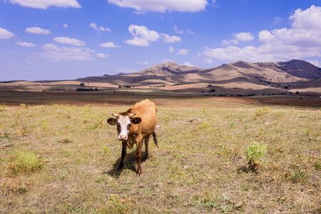 nature mountain landscape and cowのeditorial素材