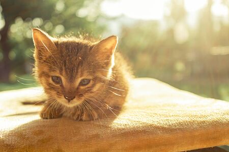 kitten dogのeditorial素材