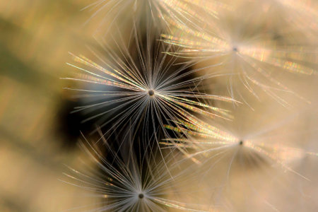 macro dandelion