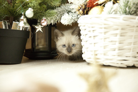 Cute little kitten with decoration Christmasの写真素材