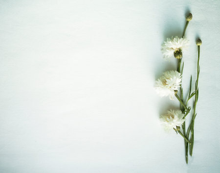 White cornflowers isolated on white background. Flat lay, top view. Place for your text.
