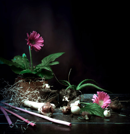 Flowers planted in a pot. still life. Pink gerbera