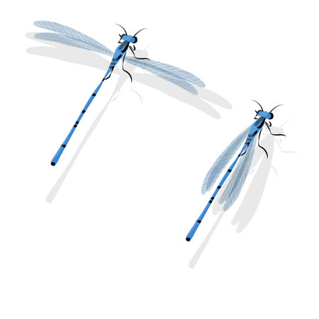 Pair of two blue and black dragonflies with transparent wings and light shadows Vector illustration in cartoon styleのイラスト素材