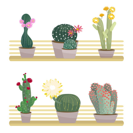 Blooming cacti in pots placed on wooden shelves isolated on white background Vector illustration in flat cartoon style Green houseplants collectionのイラスト素材