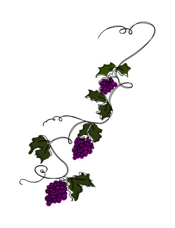 Grape branch one continious line vector illustration with purple grapes and green leaves isolated on white backgroundのイラスト素材