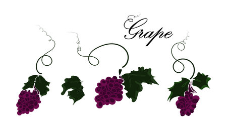Grape branches set vector illustration isolated on white background. Flat doodle design in purple and green colors with typography. Clipart elementsのイラスト素材