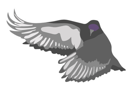 Flying gray dove isolated on white background. Grey bird in front view with open wings. Vector illustration in hand drawn flat cartoon styleのイラスト素材