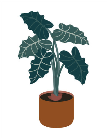 Green alocasia houseplant in pot vector illustration. Tropical house plant interior decor element for office and room. Flat style design isolated on white backgroundのイラスト素材