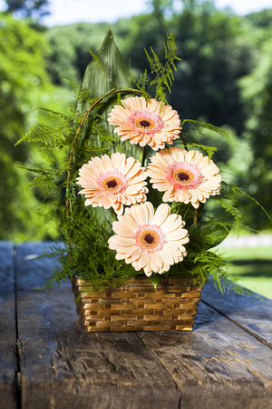 Beautiful bouquet of gerbera jamesonii in a basket on a wooden table in natureの写真素材