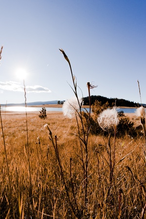 Wild Flowersの写真素材