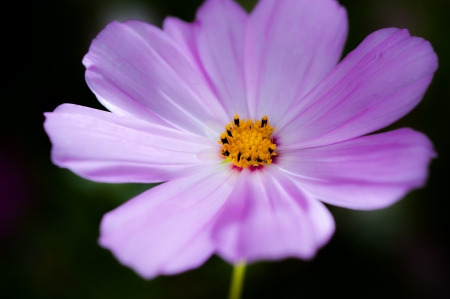 purple  flowerの写真素材