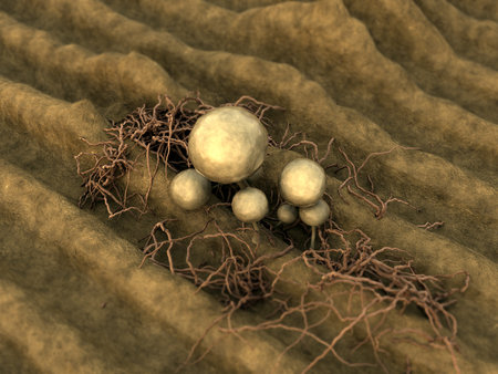 Mold spores, fungus on the leather surface, landscape of microworld, colony of fungi