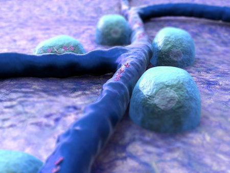 Beta cells on the pancreas surface
