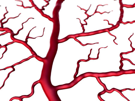 Capillary and cells, vein and Capillaryの写真素材