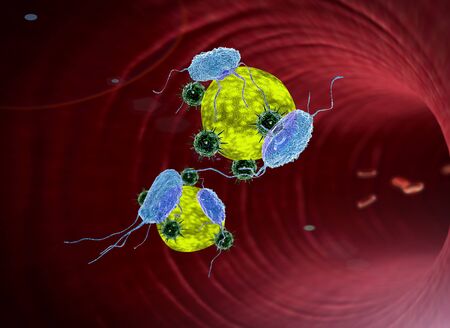 Human Immune System attack the virus, viruses, white blood cells inside the blood vessel, Red and white blood cells in arteryの写真素材