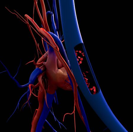 blood vessels, artery shown with a cut out section, High quality rendering with original textures and global illumination,の写真素材