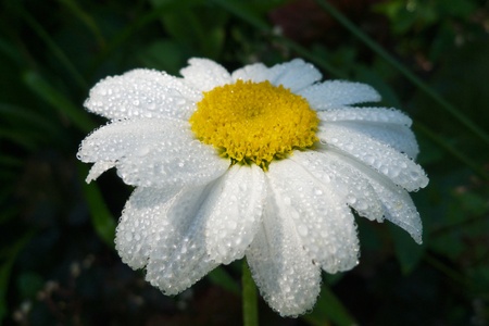 Bedewed white daisyの写真素材