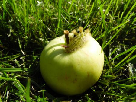 The apple fell into the grass, fluffy wormのeditorial素材