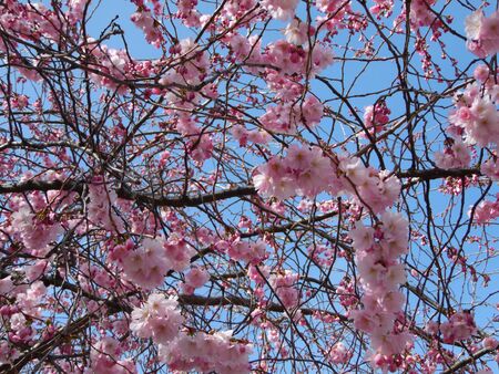 pink flowers (Japanese cherry) and blue sky backgroundのeditorial素材