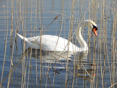 A beautiful, graceful, a white swan lake.のeditorial素材